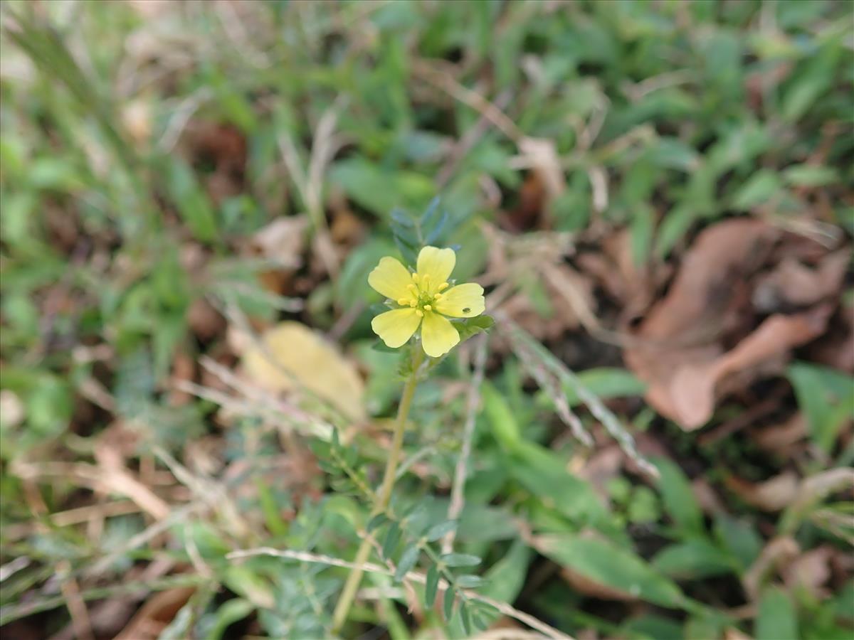 Tribulus terrestris (door Tim van de Vondervoort)