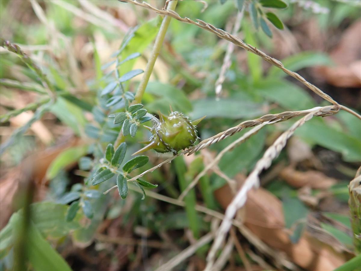 Tribulus terrestris (door Tim van de Vondervoort)