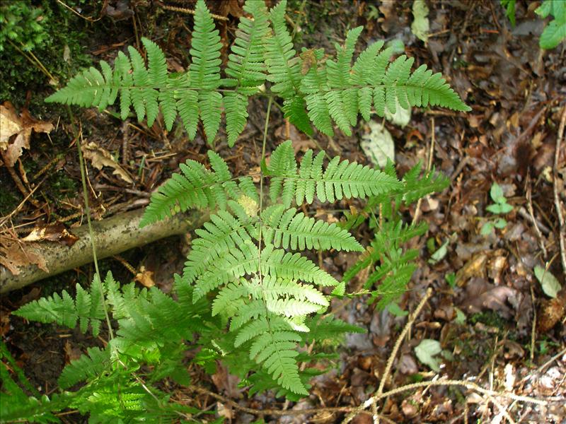 Gymnocarpium robertianum (door Piet Bremer )