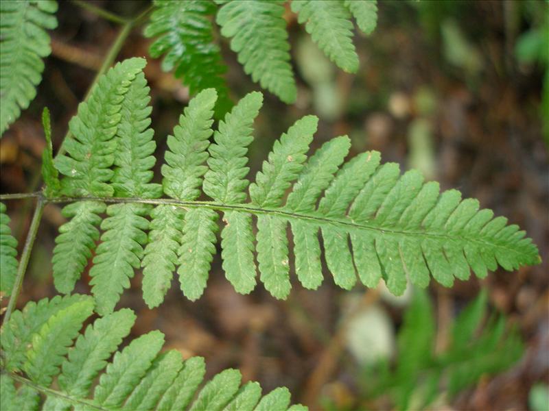 Gymnocarpium robertianum (door Piet Bremer )