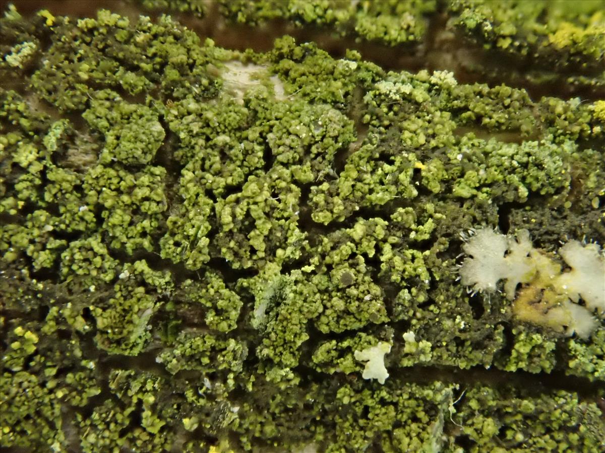Scoliciosporum chlorococcum (door Lukas Verboom)