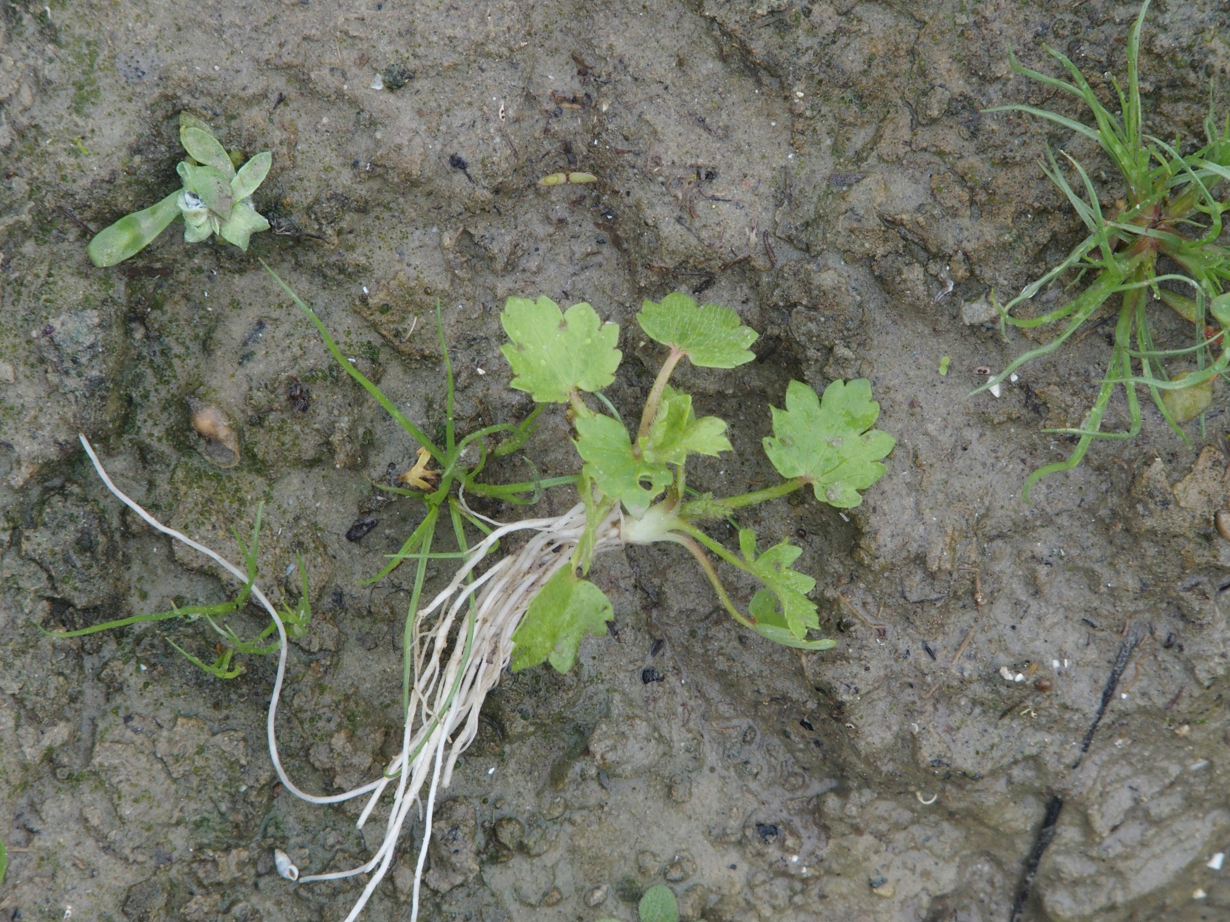 Ranunculus sardous (door Willemien Troelstra)