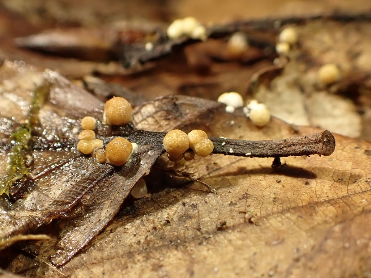 Hypocrea foliicola (door Marian Jagers-Dikmans)