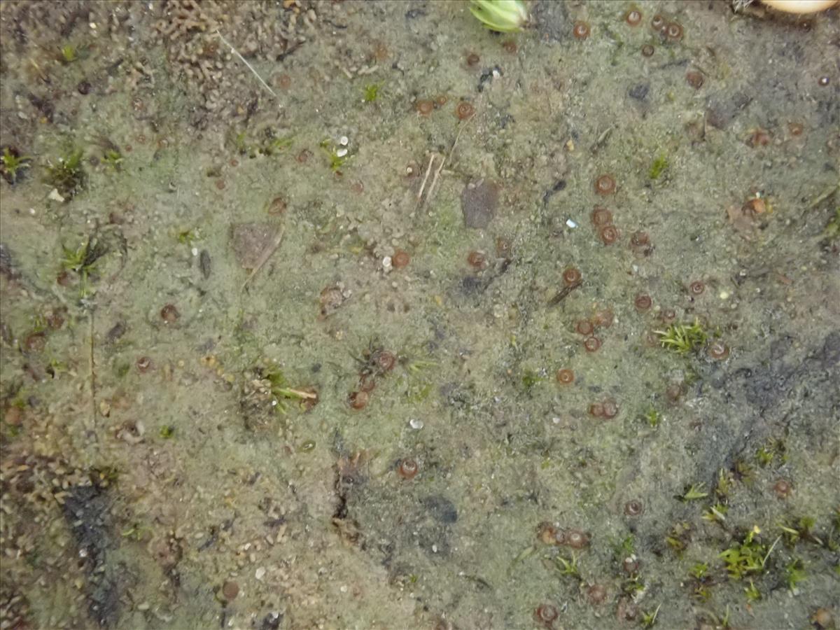 Absconditella sychnogonioides (door Lukas Verboom)