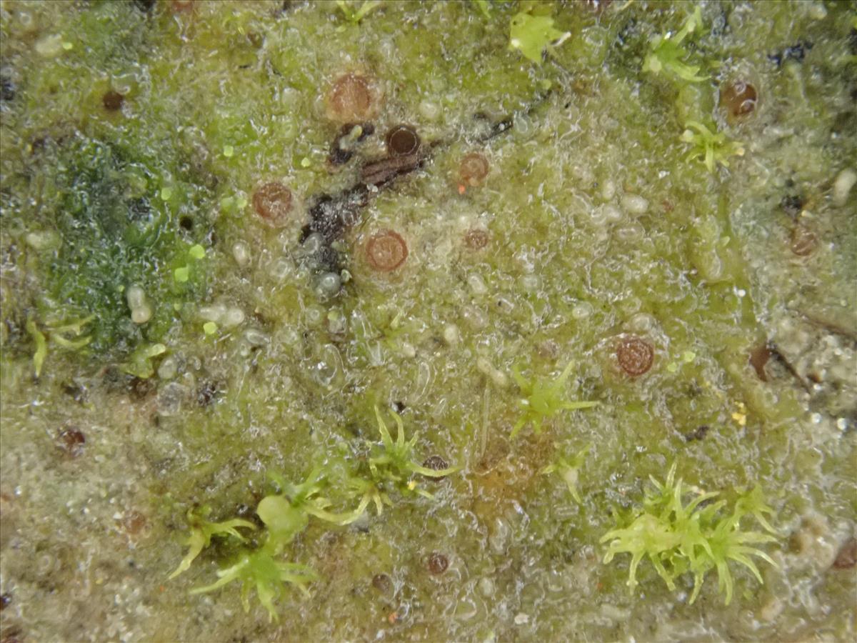 Absconditella sychnogonioides (door Lukas Verboom)