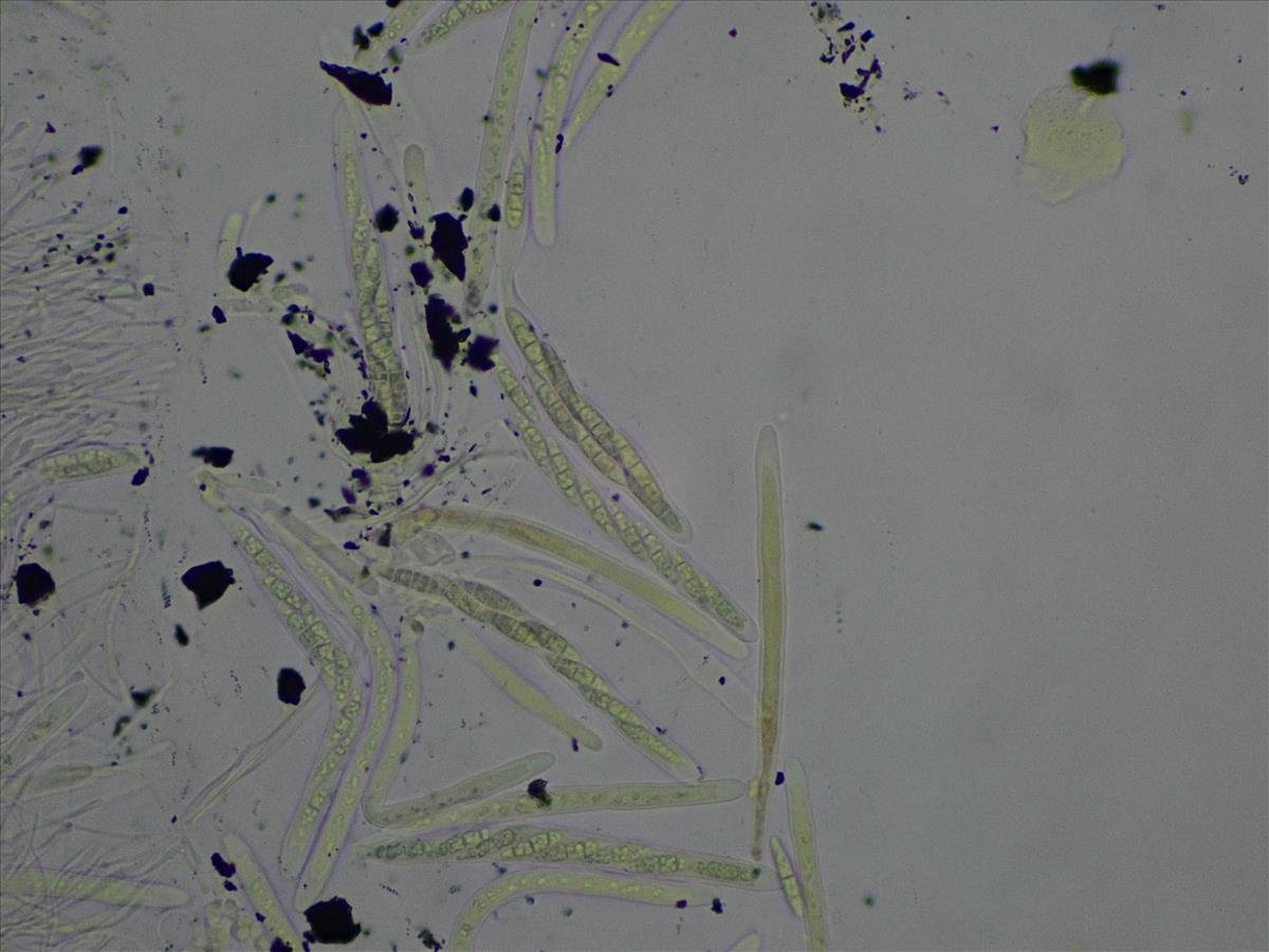 Absconditella sychnogonioides (door Lukas Verboom)