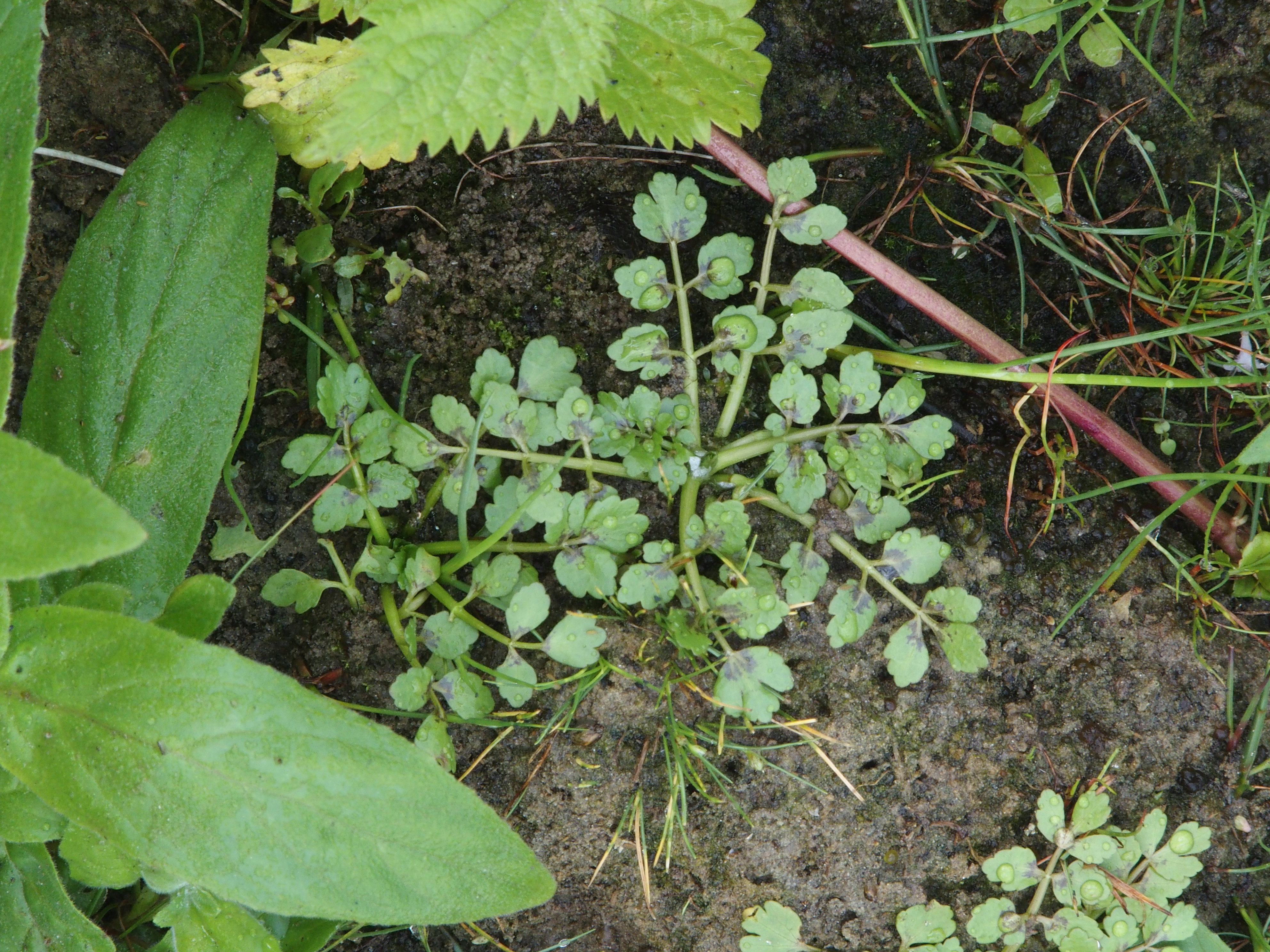 Helosciadium nodiflorum (door Willemien Troelstra)