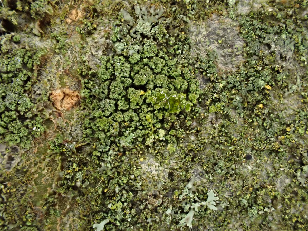 Halecania viridescens (door Lukas Verboom)