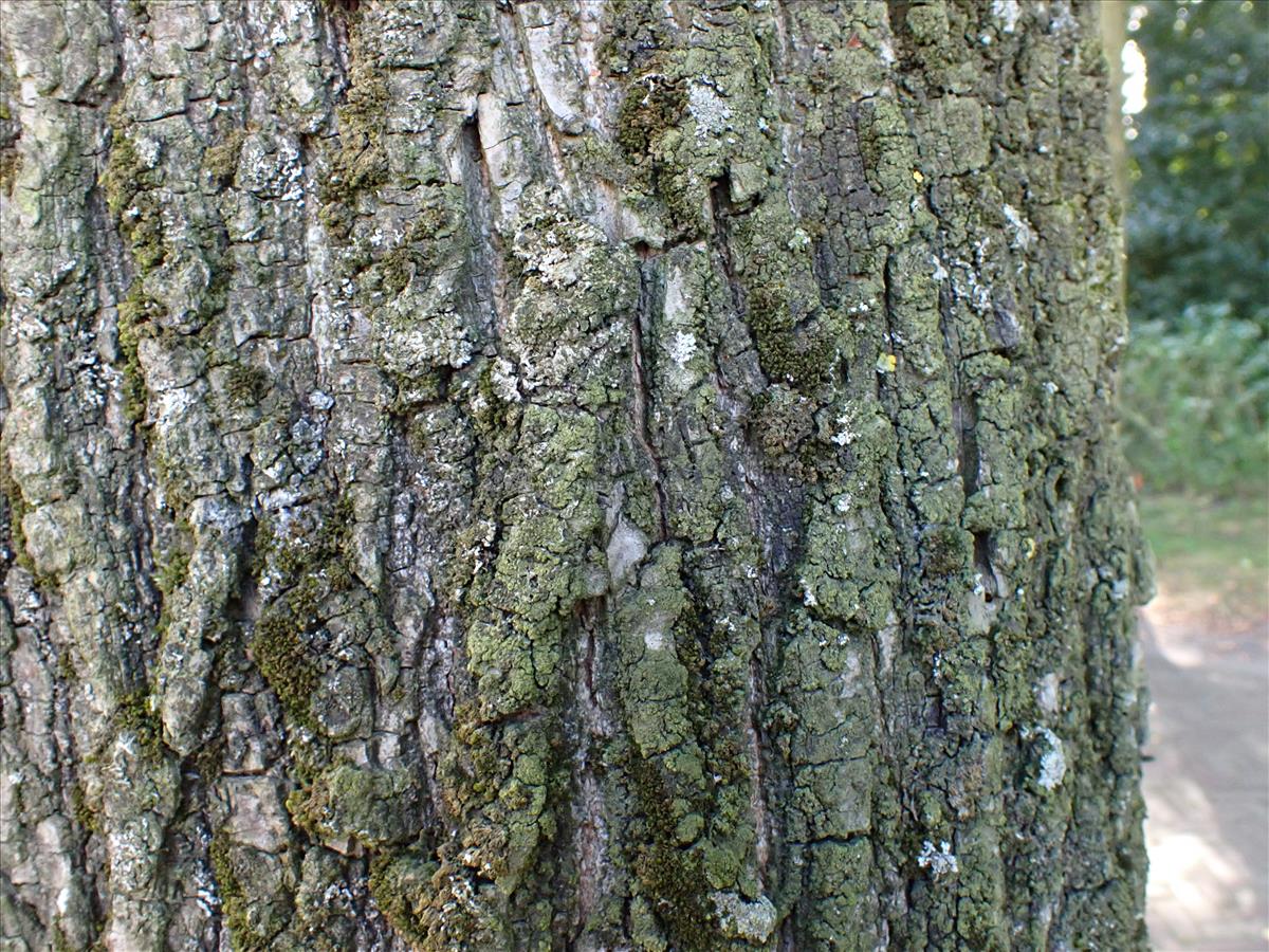 Normandina chlorococca (door Lukas Verboom)