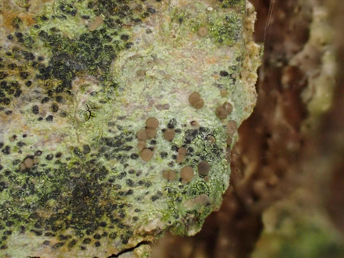 Bacidia arceutina (door Lukas Verboom)