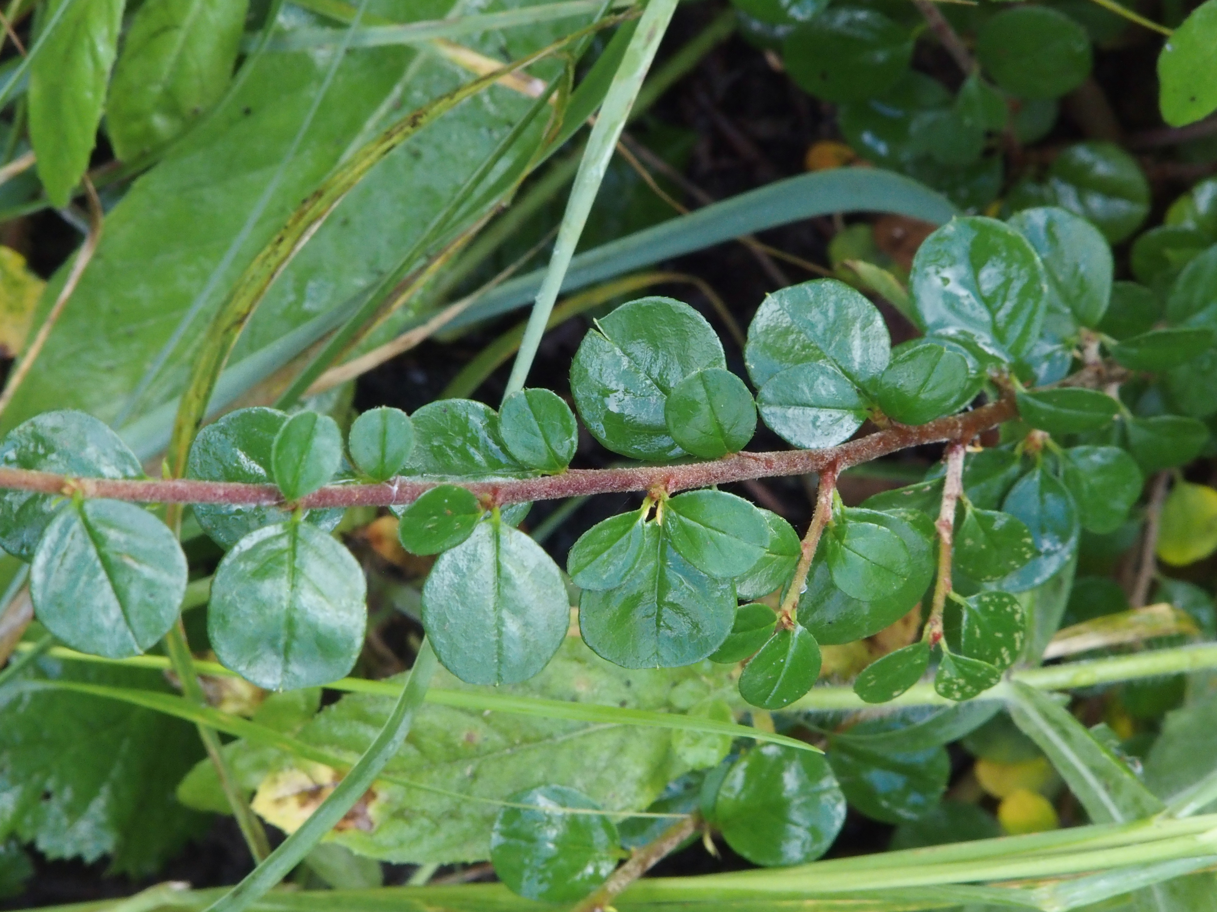 Cotoneaster apiculatus (door Willemien Troelstra)