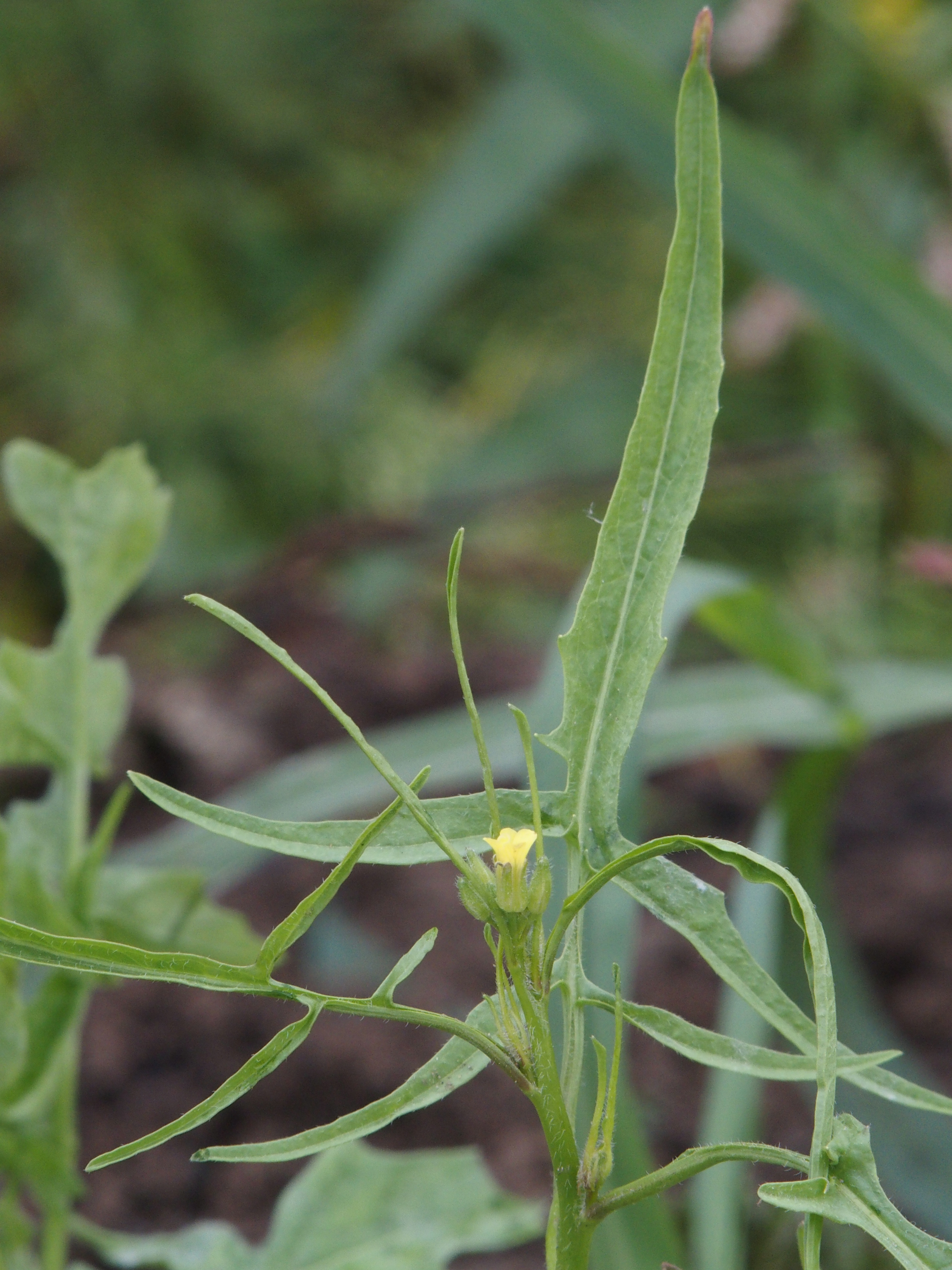 Sisymbrium loeselii (door Willemien Troelstra)