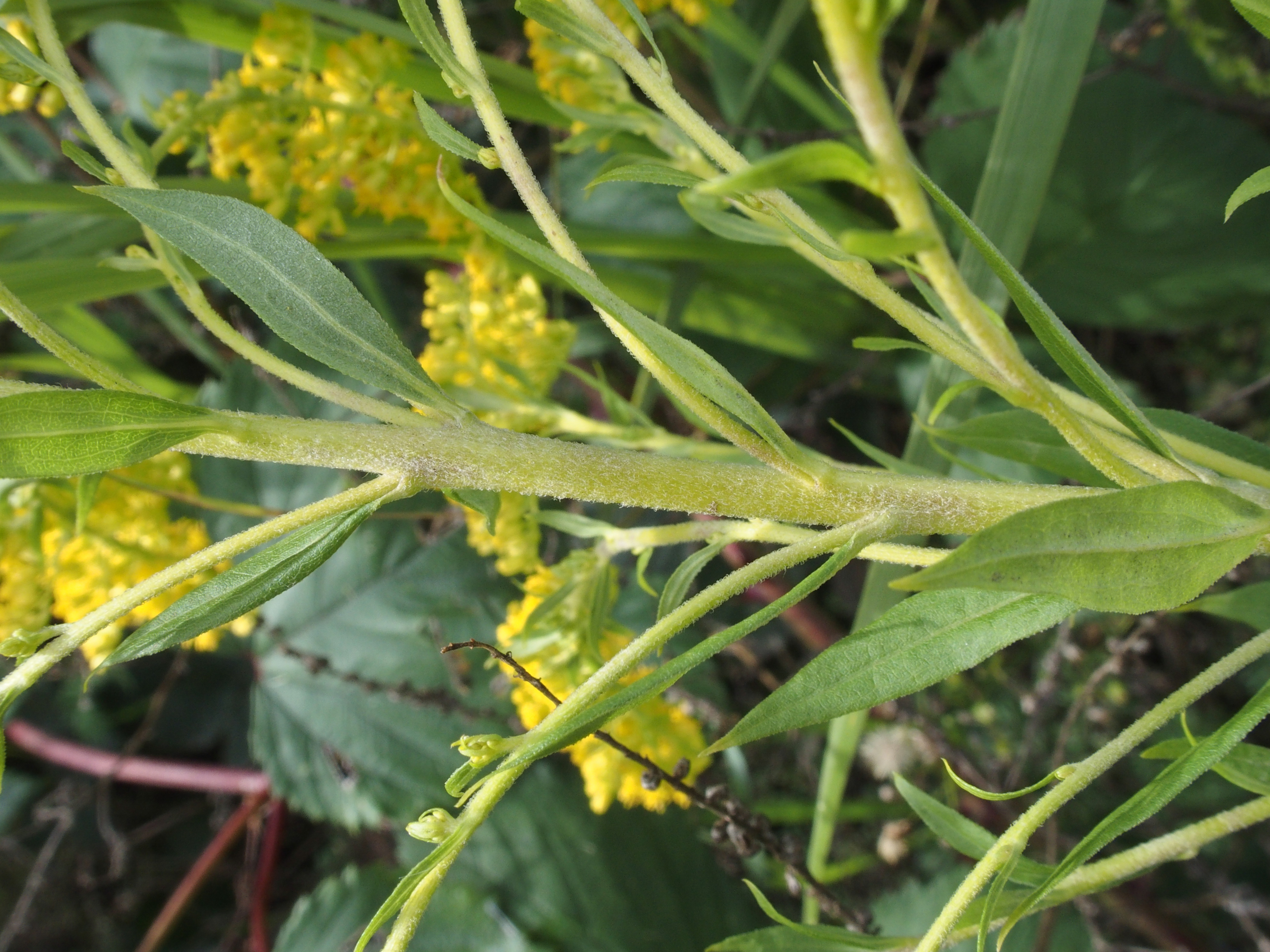 Solidago canadensis (door Willemien Troelstra)