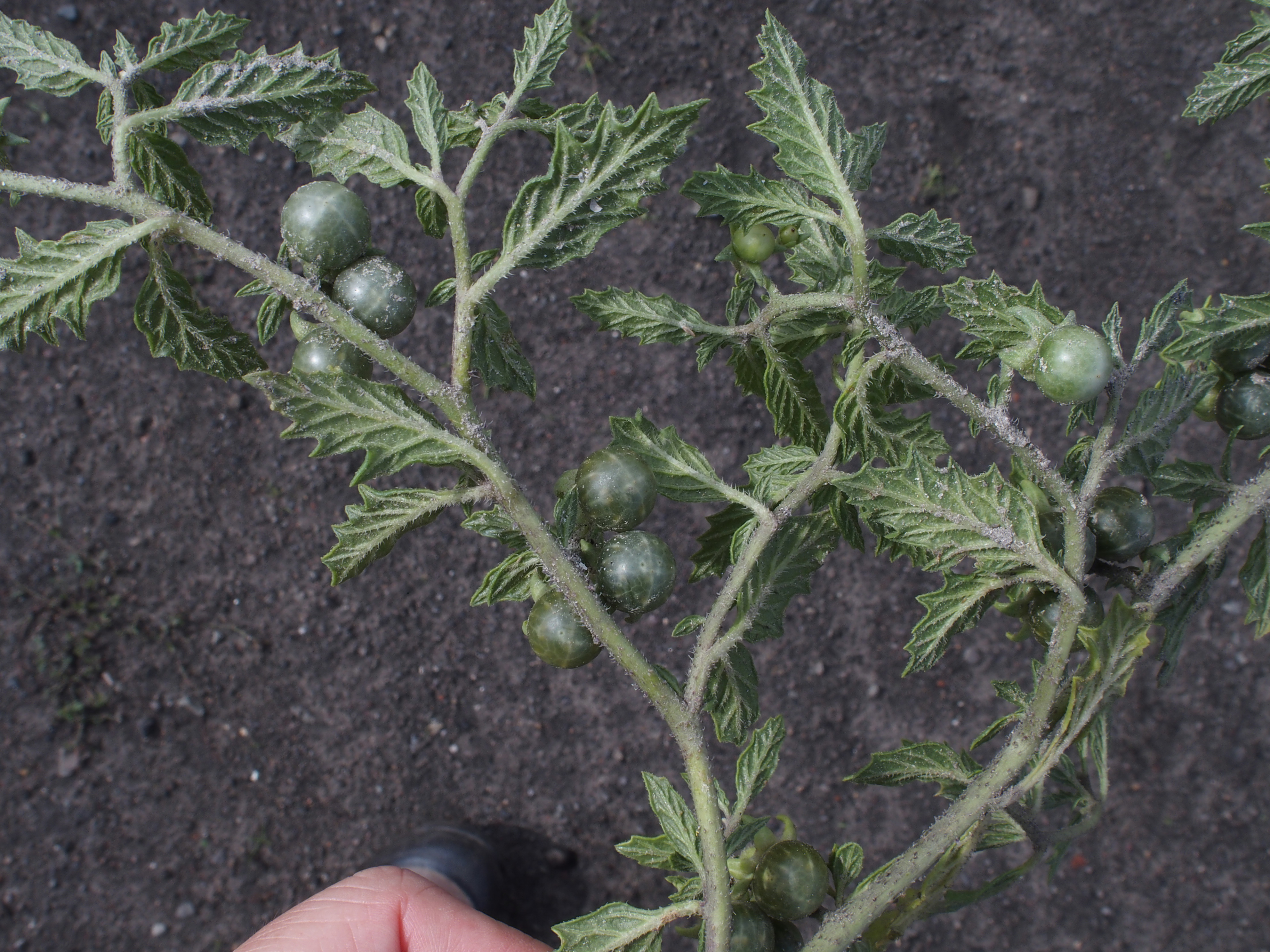 Solanum triflorum (door Willemien Troelstra)