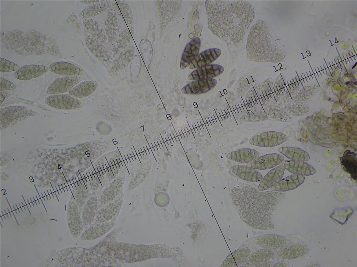 Agonimia gelatinosa (door Lukas Verboom)