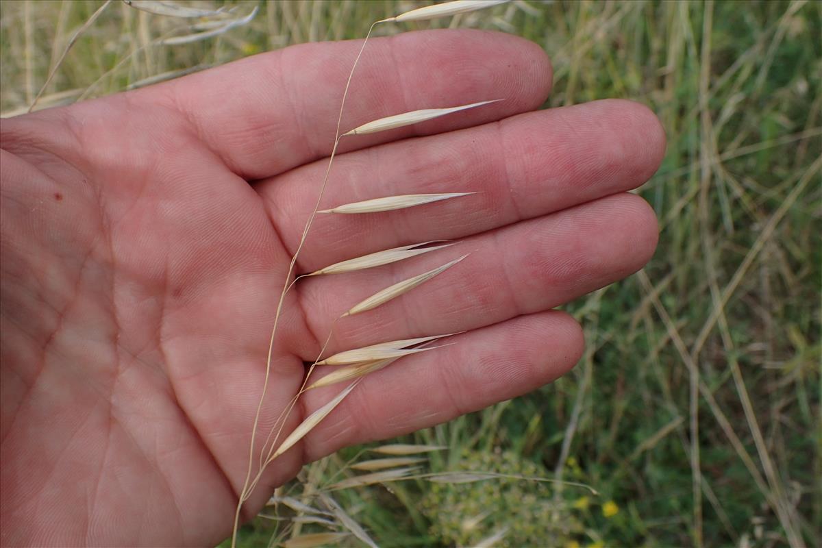 Avena barbata (door Sipke Gonggrijp)