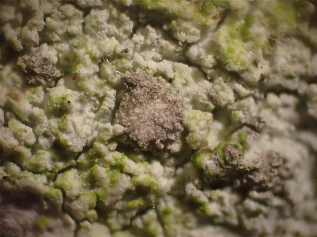 Phlyctis argena (door Lukas Verboom)