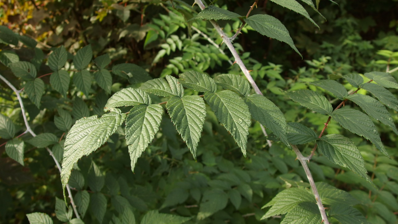 Rubus niveus (door Sipke Gonggrijp)