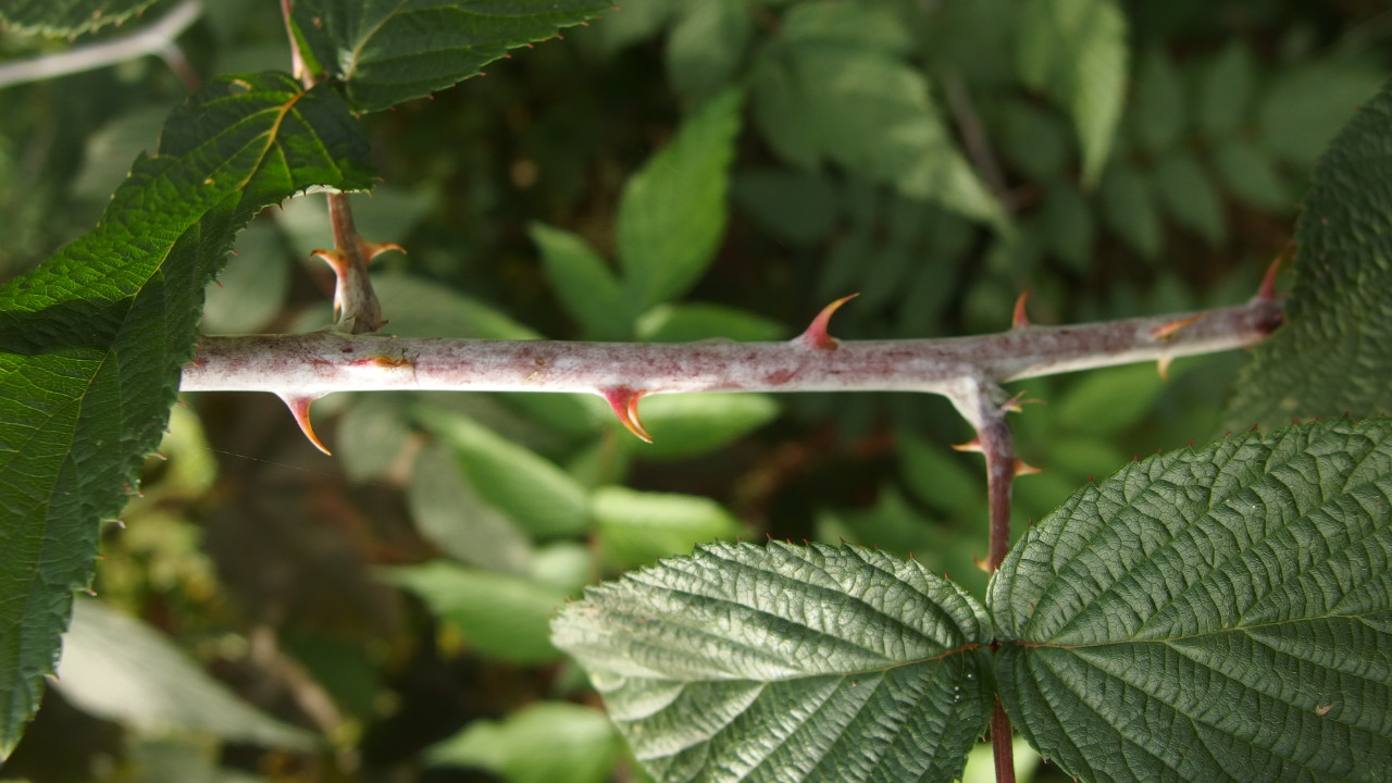 Rubus niveus (door Sipke Gonggrijp)