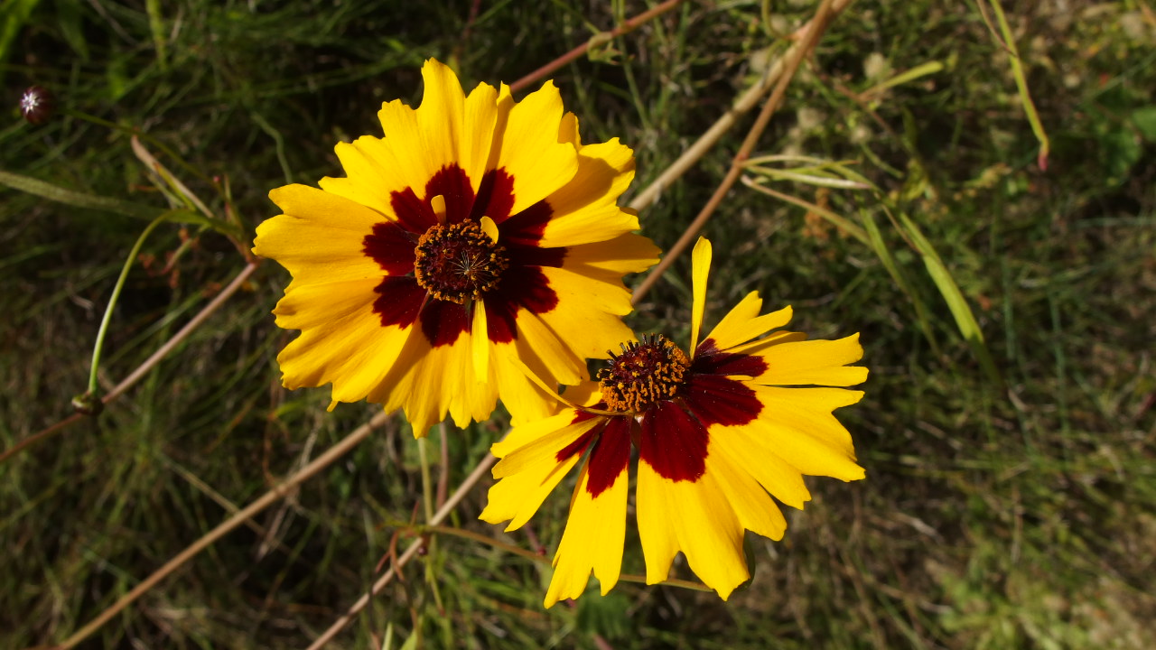 Coreopsis tinctoria (door Sipke Gonggrijp)