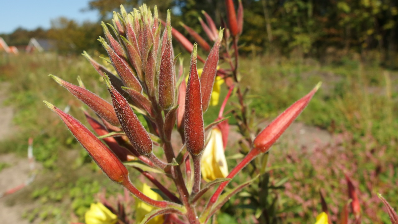 Oenothera rubricalyx (door Sipke Gonggrijp)