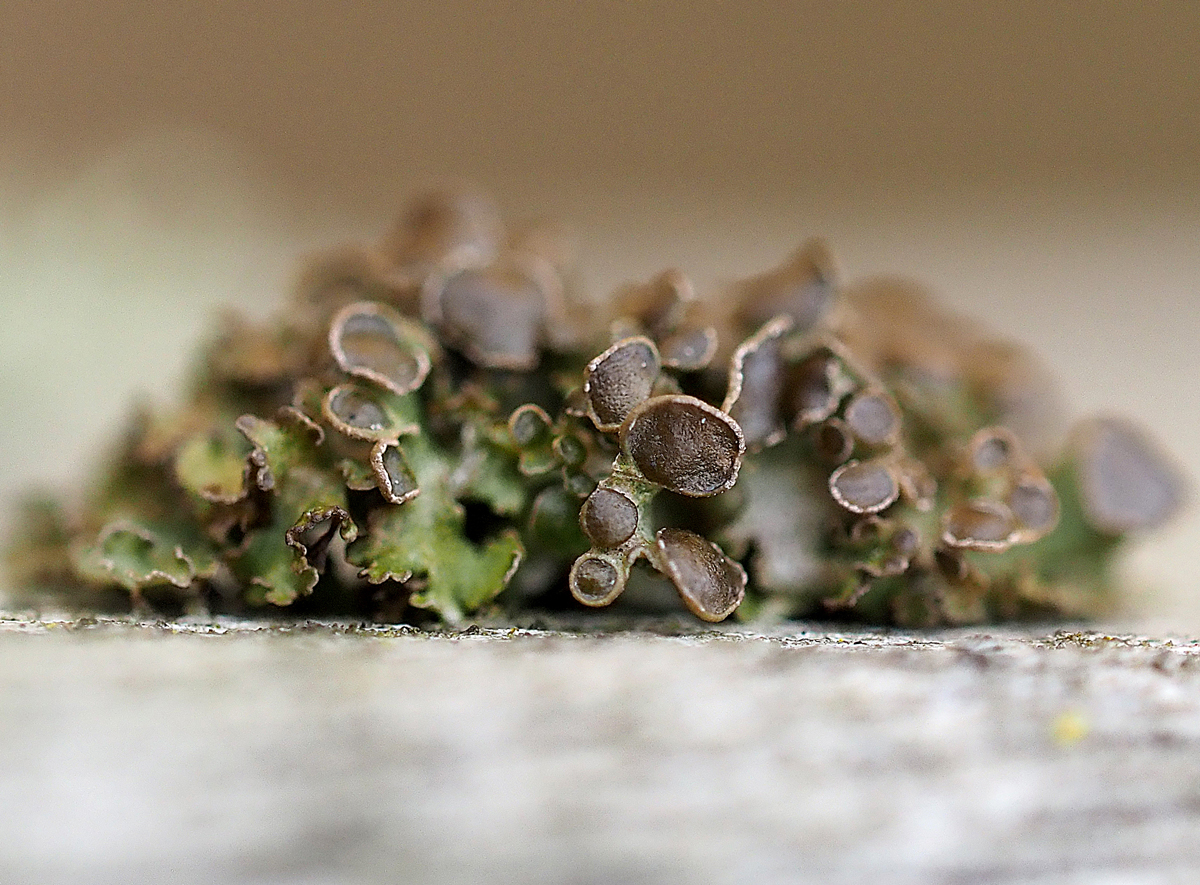 Cetraria sepincola (door Jeroen van der Loop)