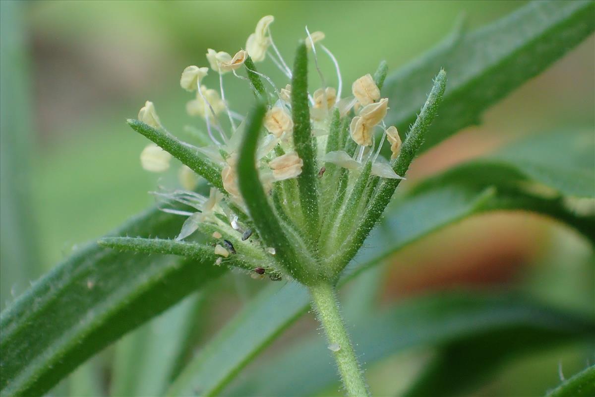 Plantago afra (door Sipke Gonggrijp)