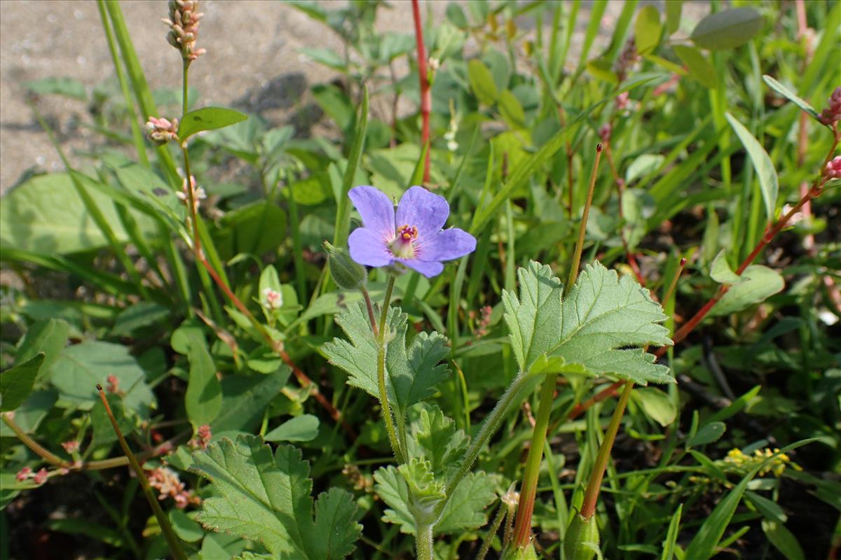 Erodium cygnorum subsp. glandulosum (door Sipke Gonggrijp)