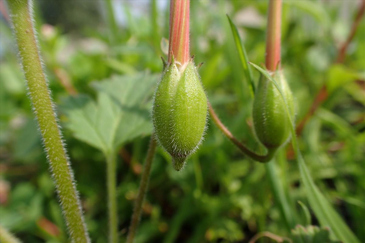 Erodium cygnorum subsp. glandulosum (door Sipke Gonggrijp)