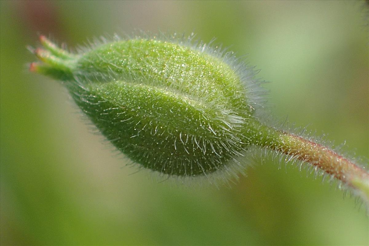 Erodium cygnorum subsp. glandulosum (door Sipke Gonggrijp)