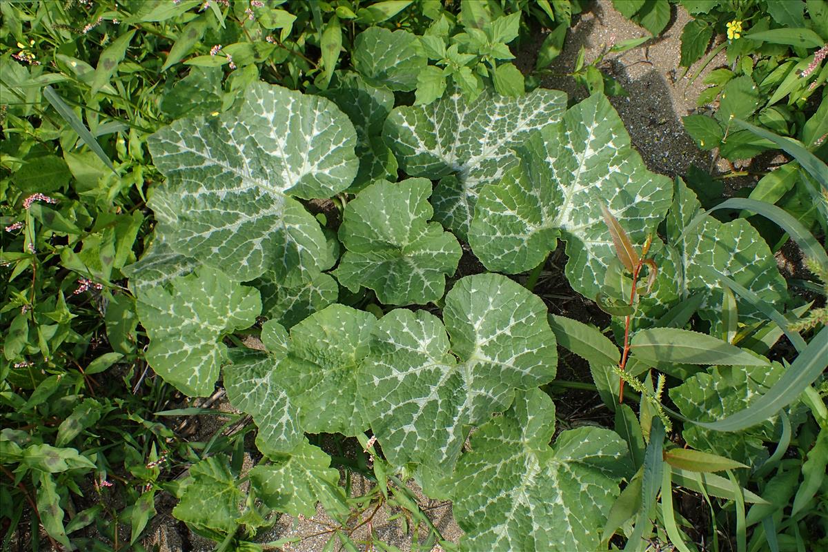 Cucurbita moschata (door Sipke Gonggrijp)