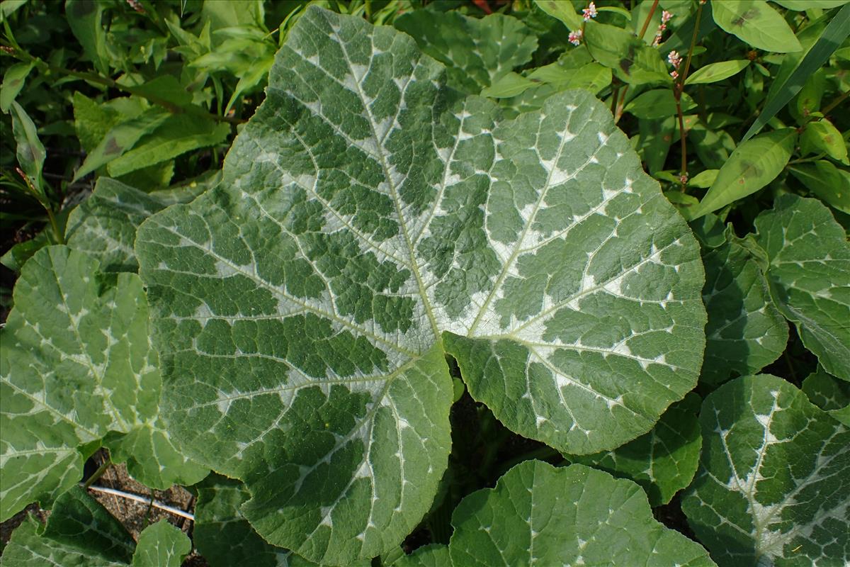 Cucurbita moschata (door Sipke Gonggrijp)