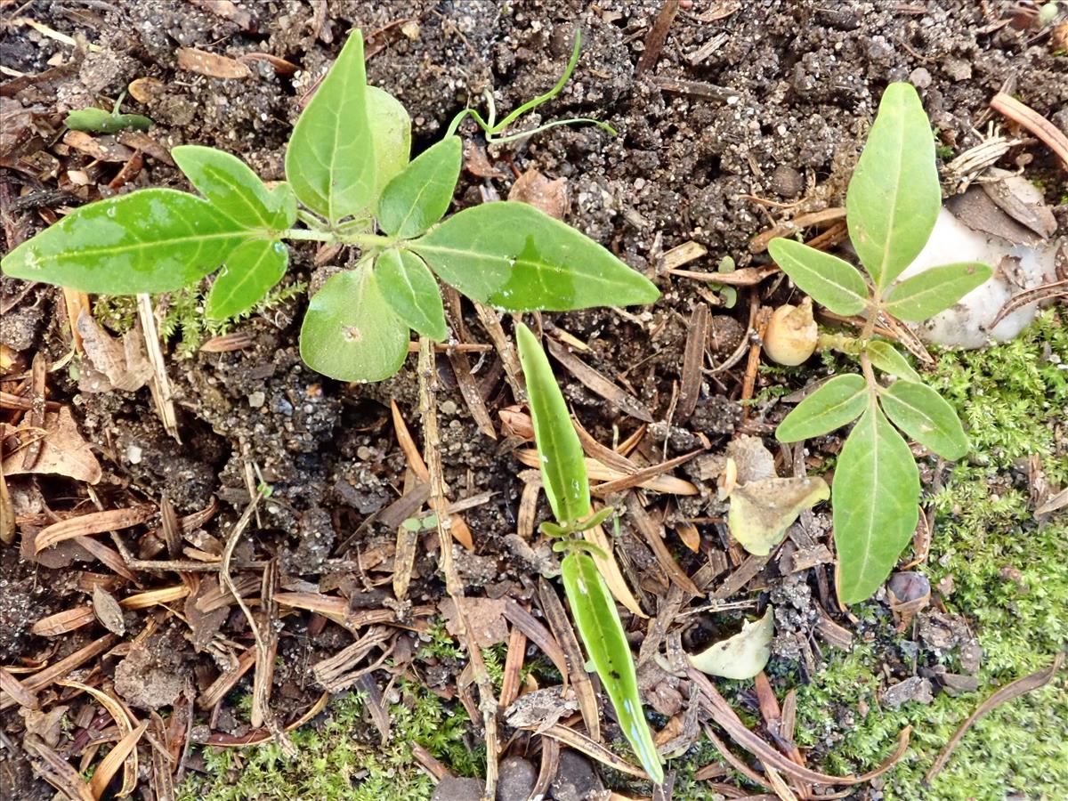 Ailanthus altissima (door Edwin Dijkhuis)