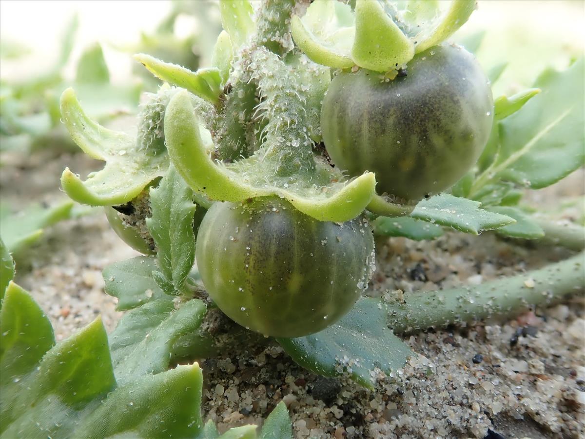Solanum triflorum (door Edwin Dijkhuis)