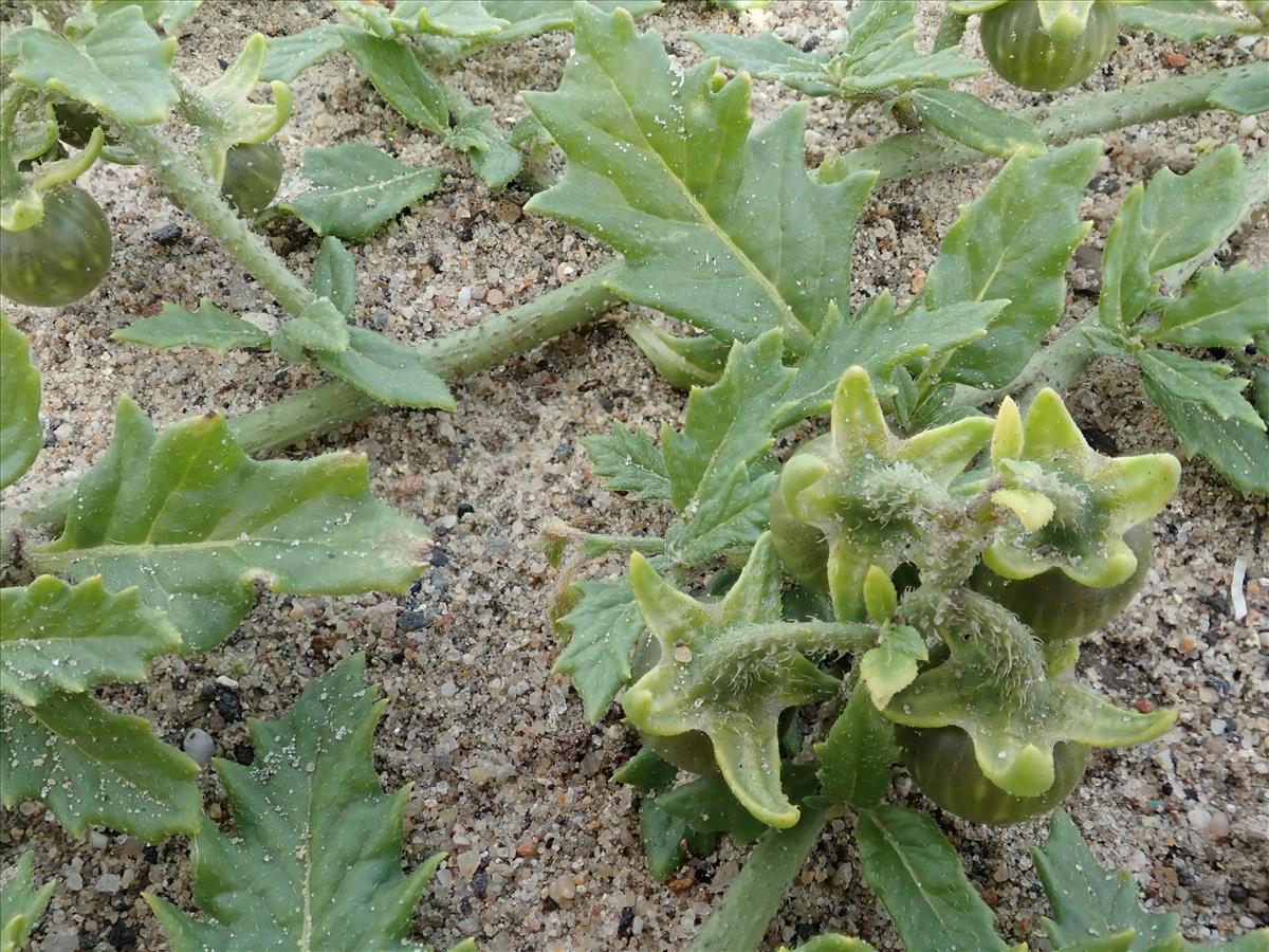 Solanum triflorum (door Edwin Dijkhuis)