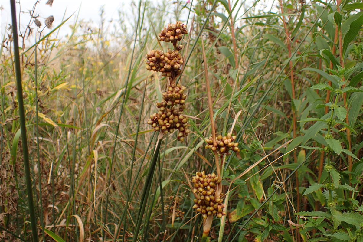 Juncus acutus (door Sipke Gonggrijp)