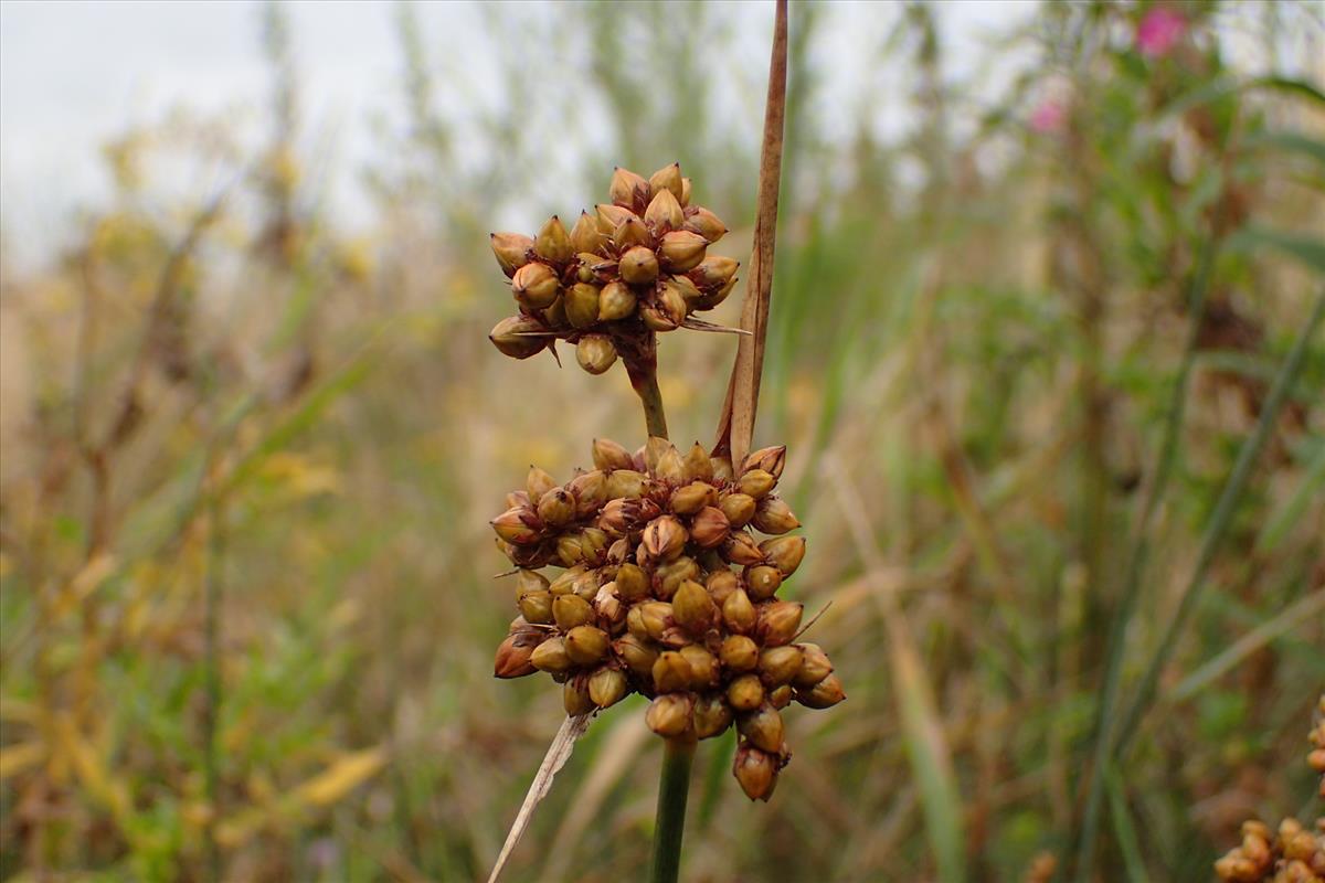 Juncus acutus (door Sipke Gonggrijp)