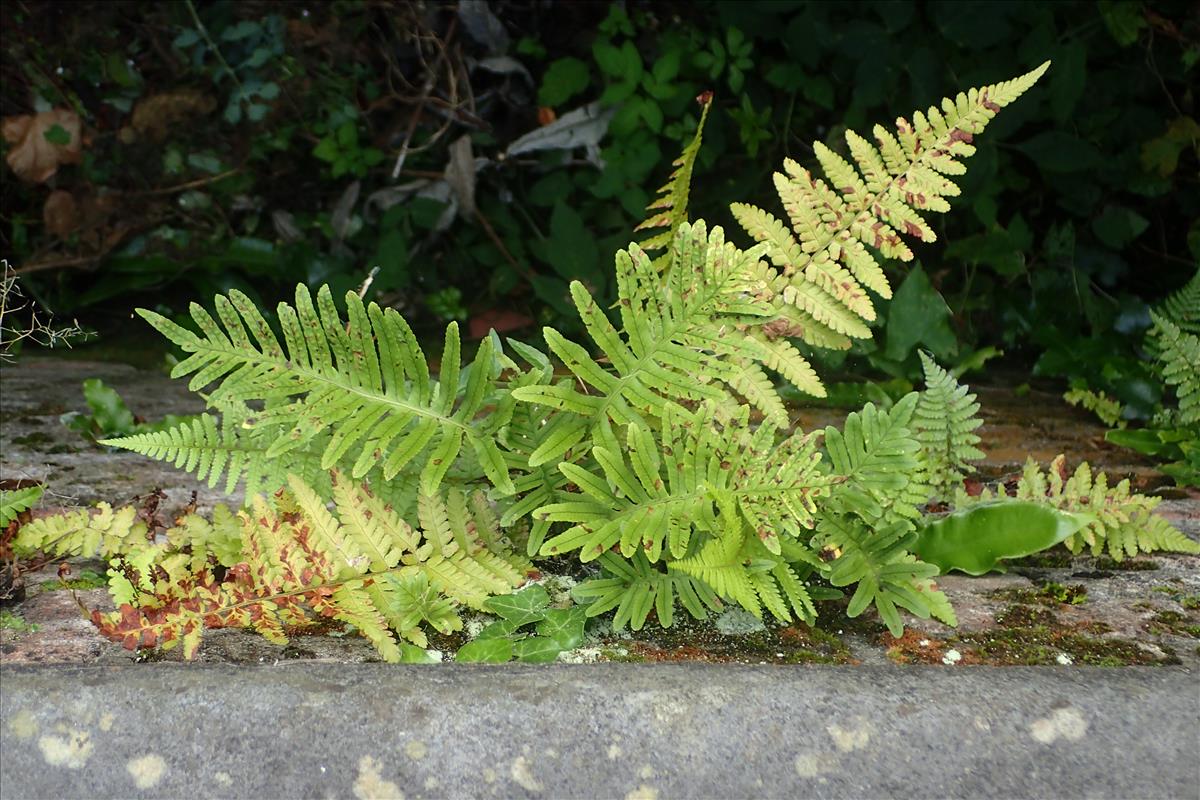 Polypodium cambricum (door Stef van Walsum)