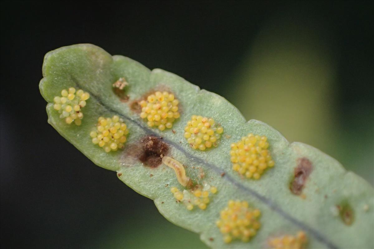 Polypodium cambricum (door Stef van Walsum)