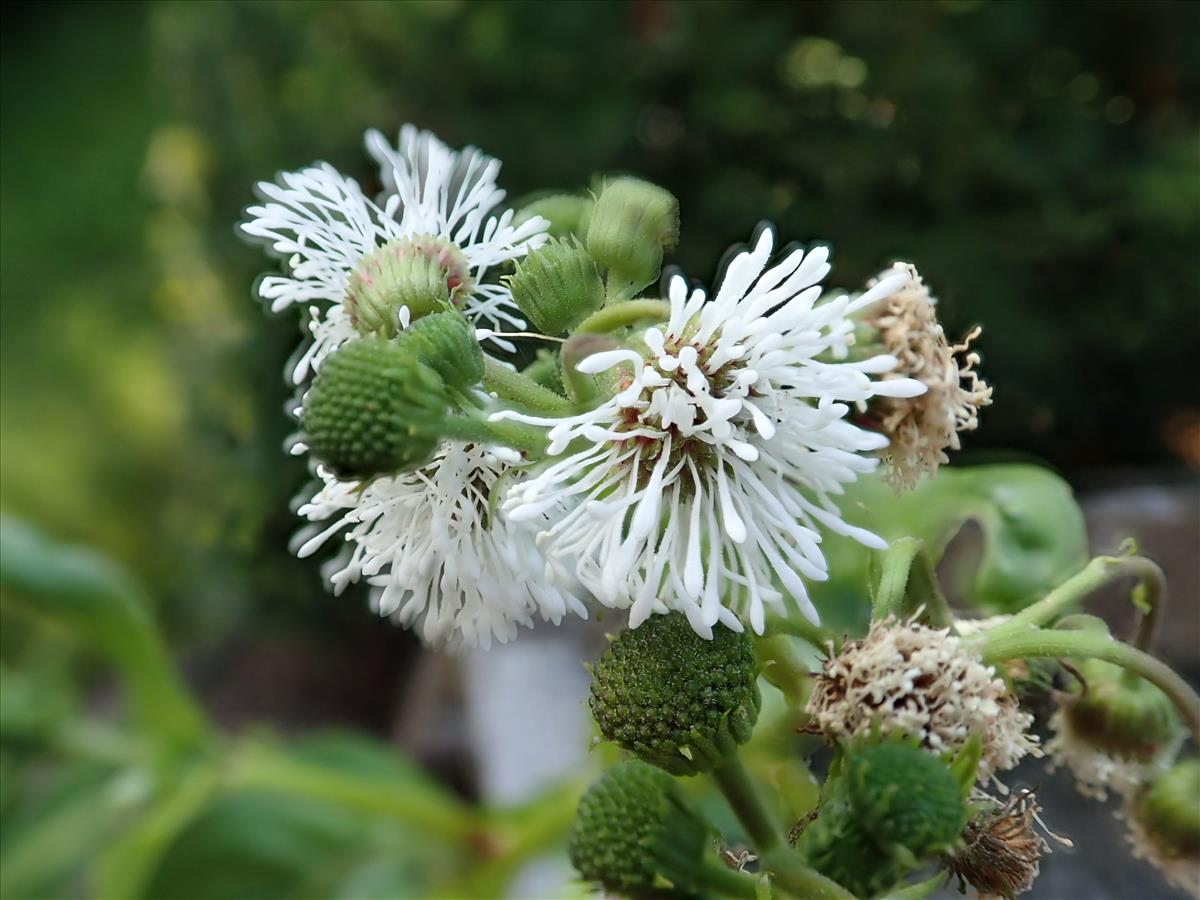 Gymnocoronis spilanthoides (door Edwin Dijkhuis)