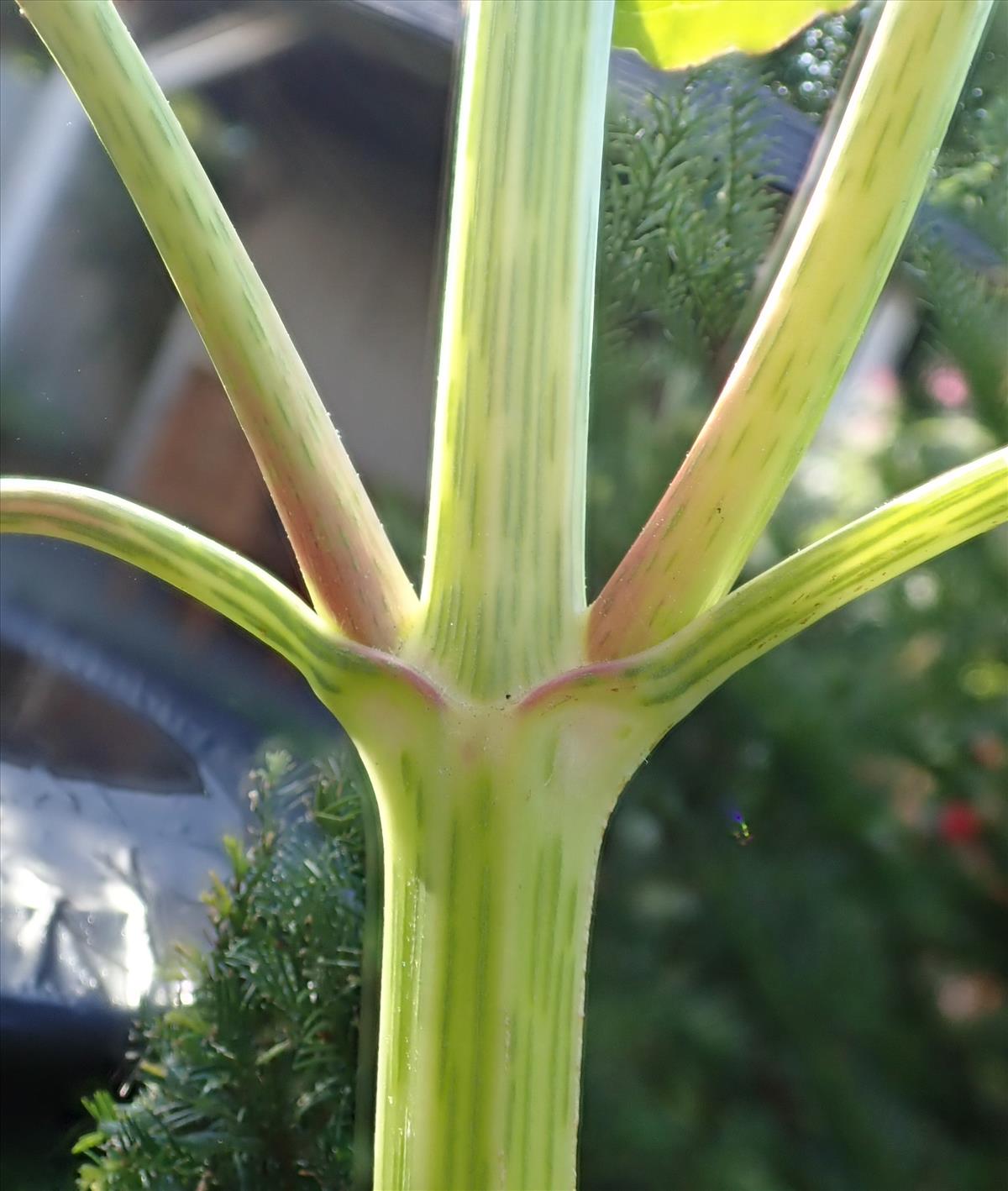 Gymnocoronis spilanthoides (door Edwin Dijkhuis)