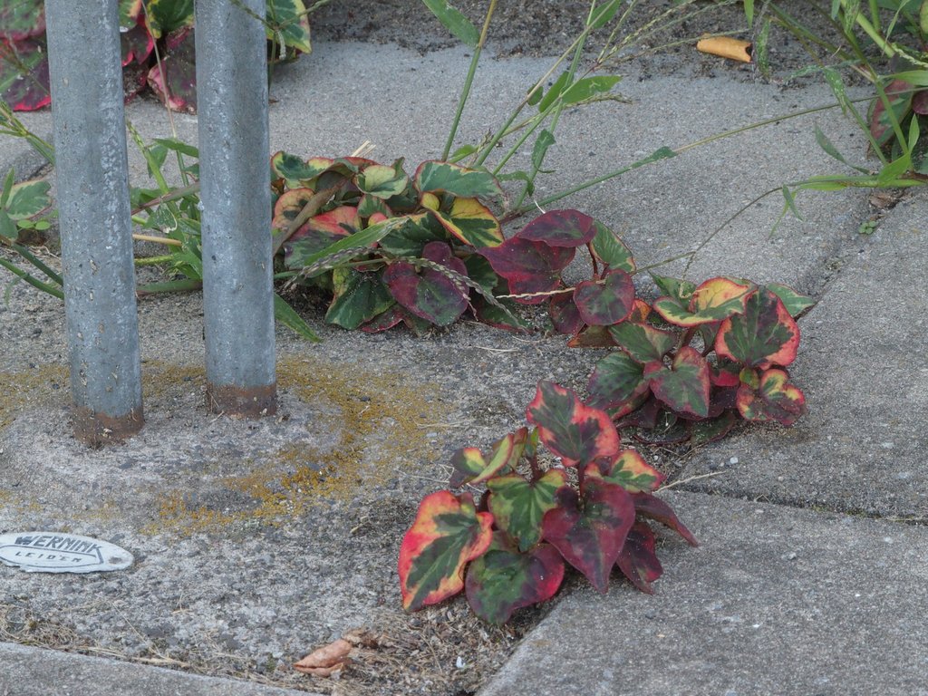 Houttuynia cordata (door Willemien Troelstra)