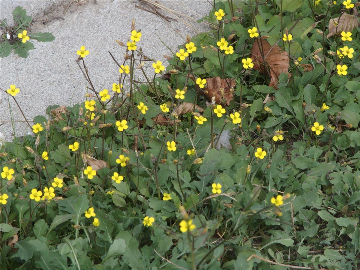 Diplotaxis muralis (door Willemien Troelstra)