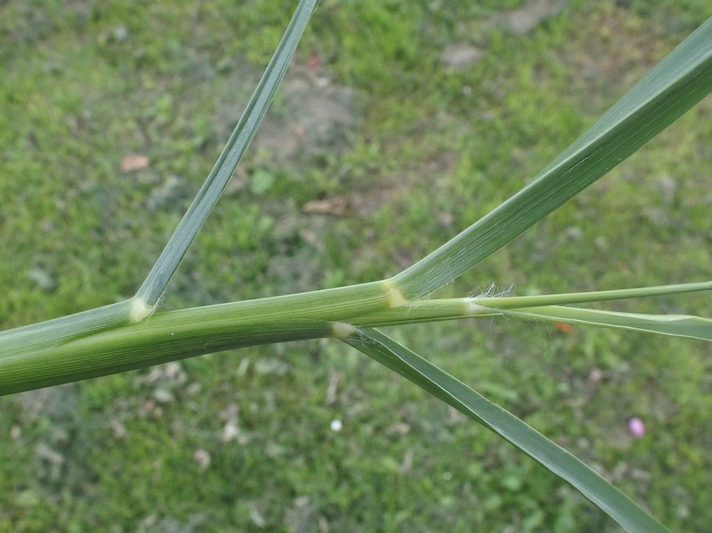 Cenchrus purpurascens (door Willemien Troelstra)