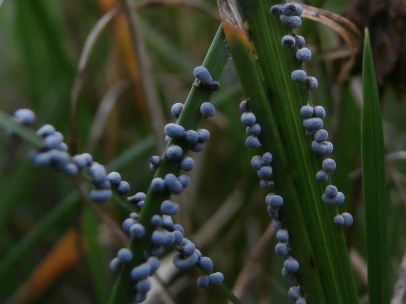 Badhamia foliicola (door A.C. Billekens)