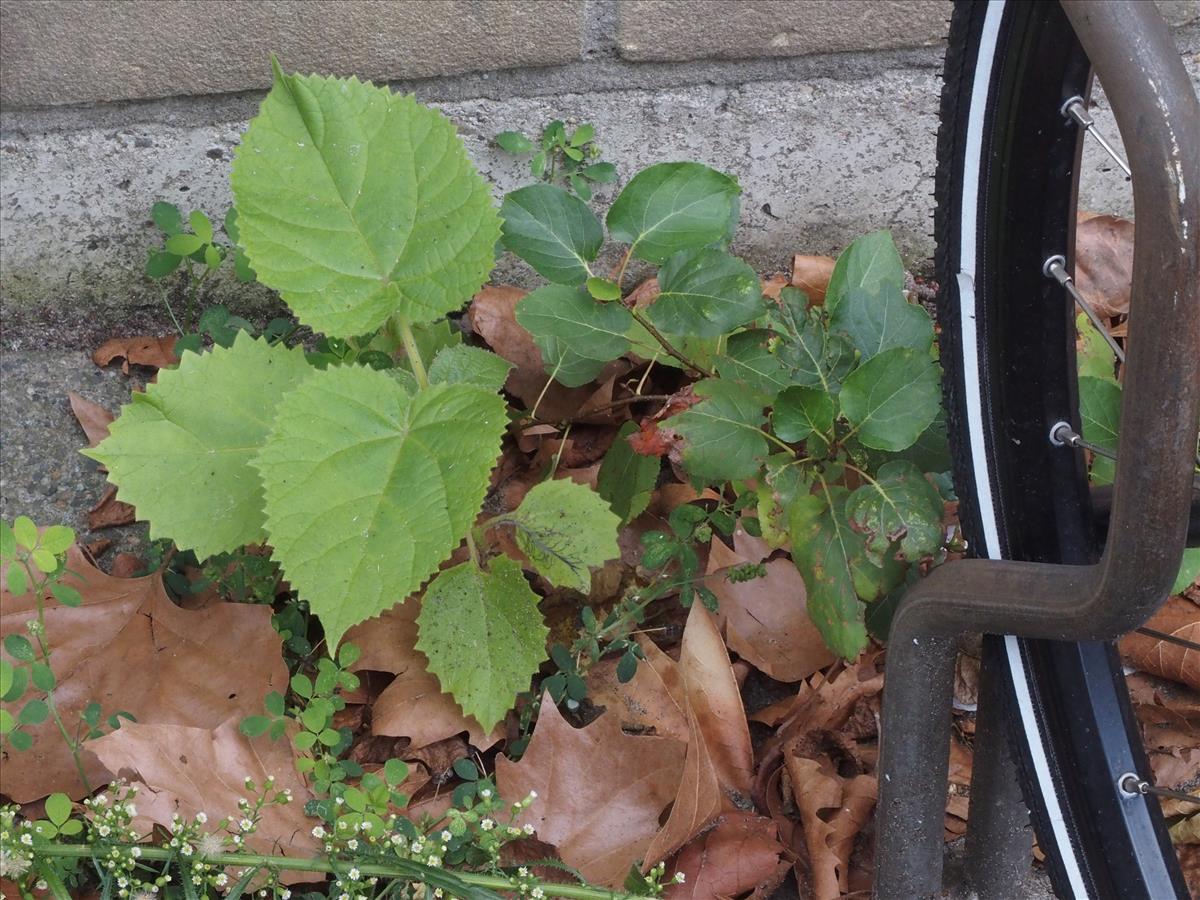 Paulownia tomentosa (door Willemien Troelstra)