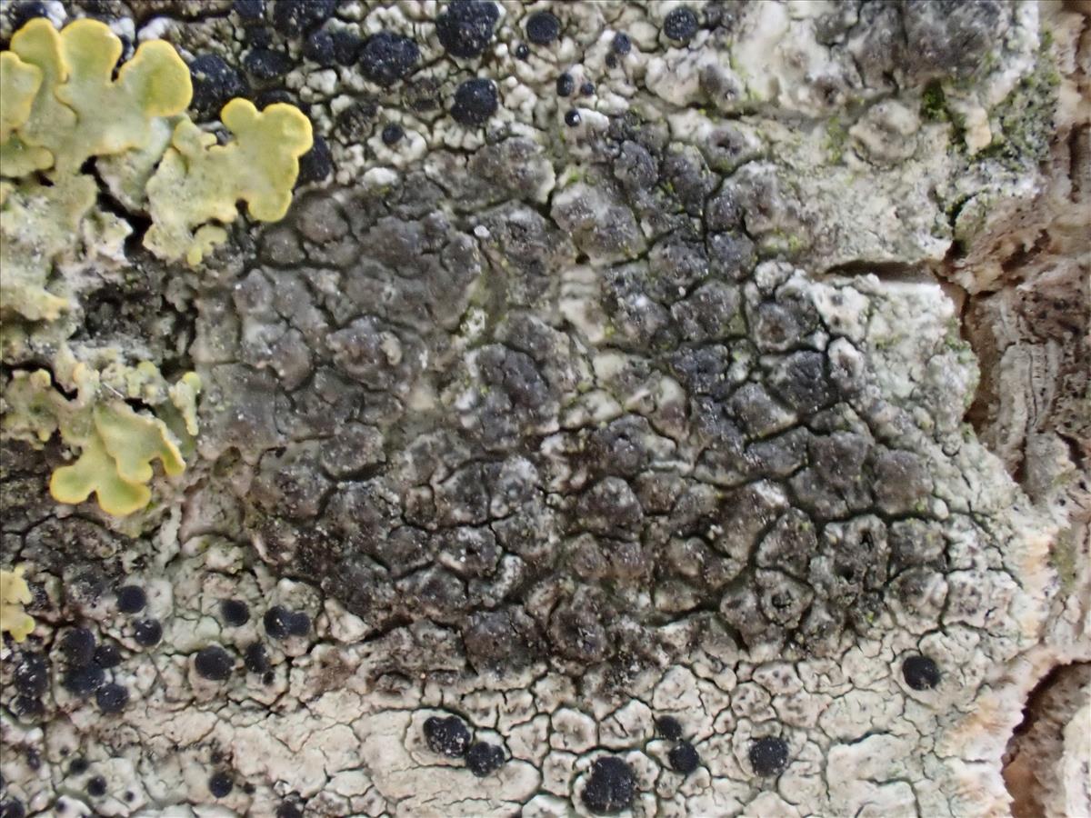 Thelenella modesta (door Lukas Verboom)