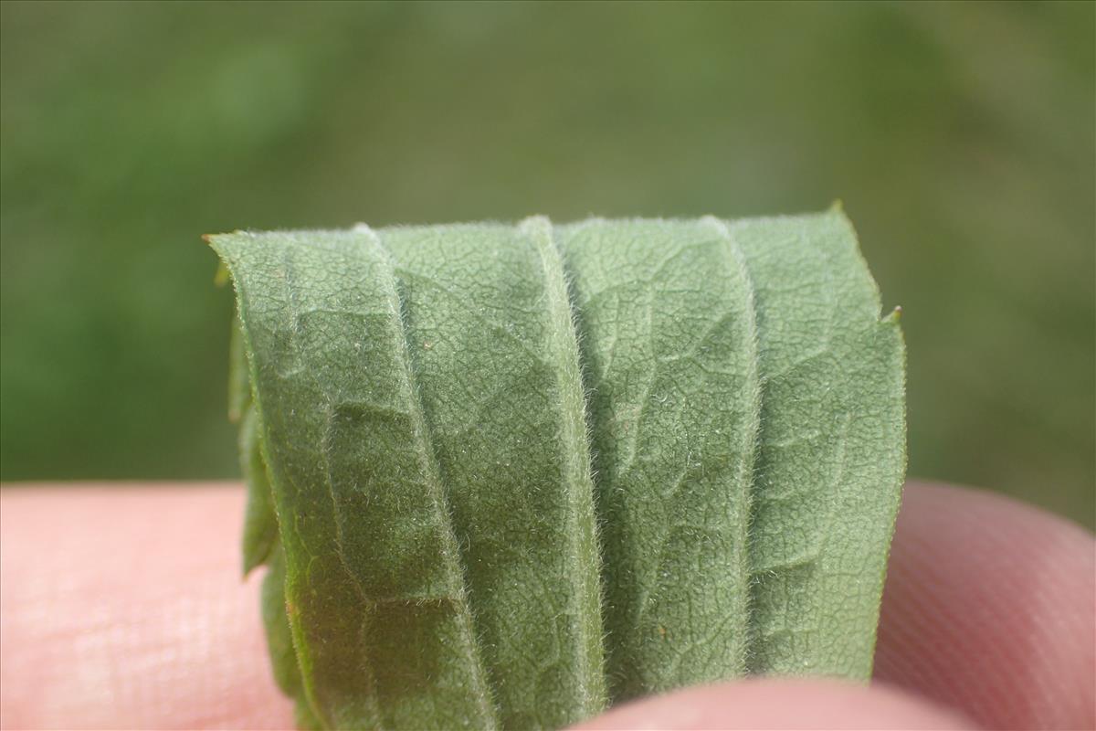 Solidago canadensis (door Stef van Walsum)