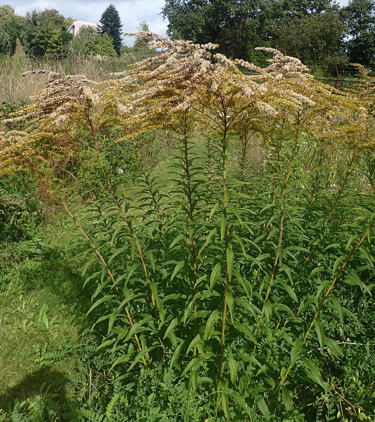 Solidago canadensis (door Stef van Walsum)