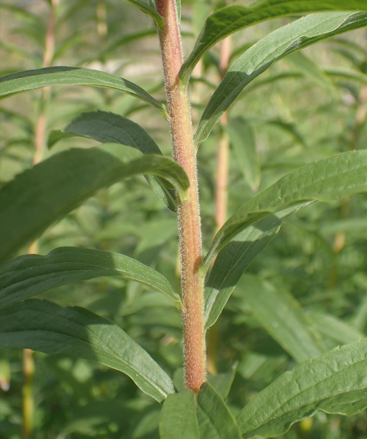 Solidago canadensis (door Stef van Walsum)